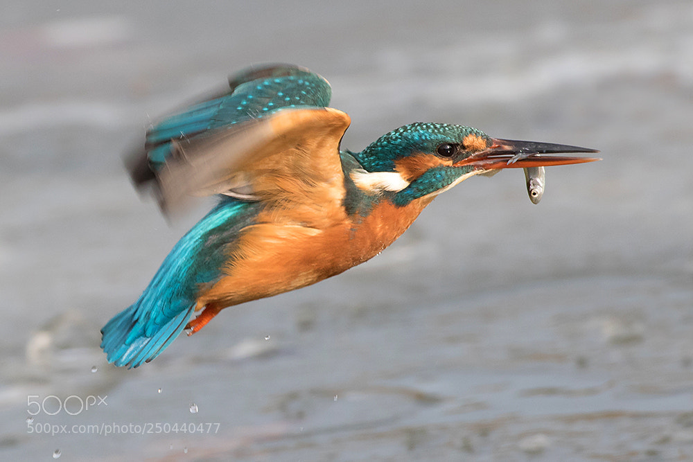 Canon EOS 7D Mark II sample photo. Flyby of a kinfisher photography