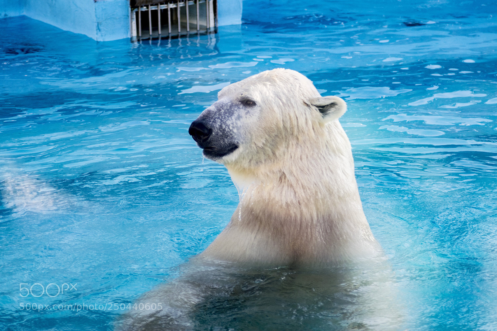 Nikon D3300 sample photo. Белый медведь | Ижевский зоопарк photography
