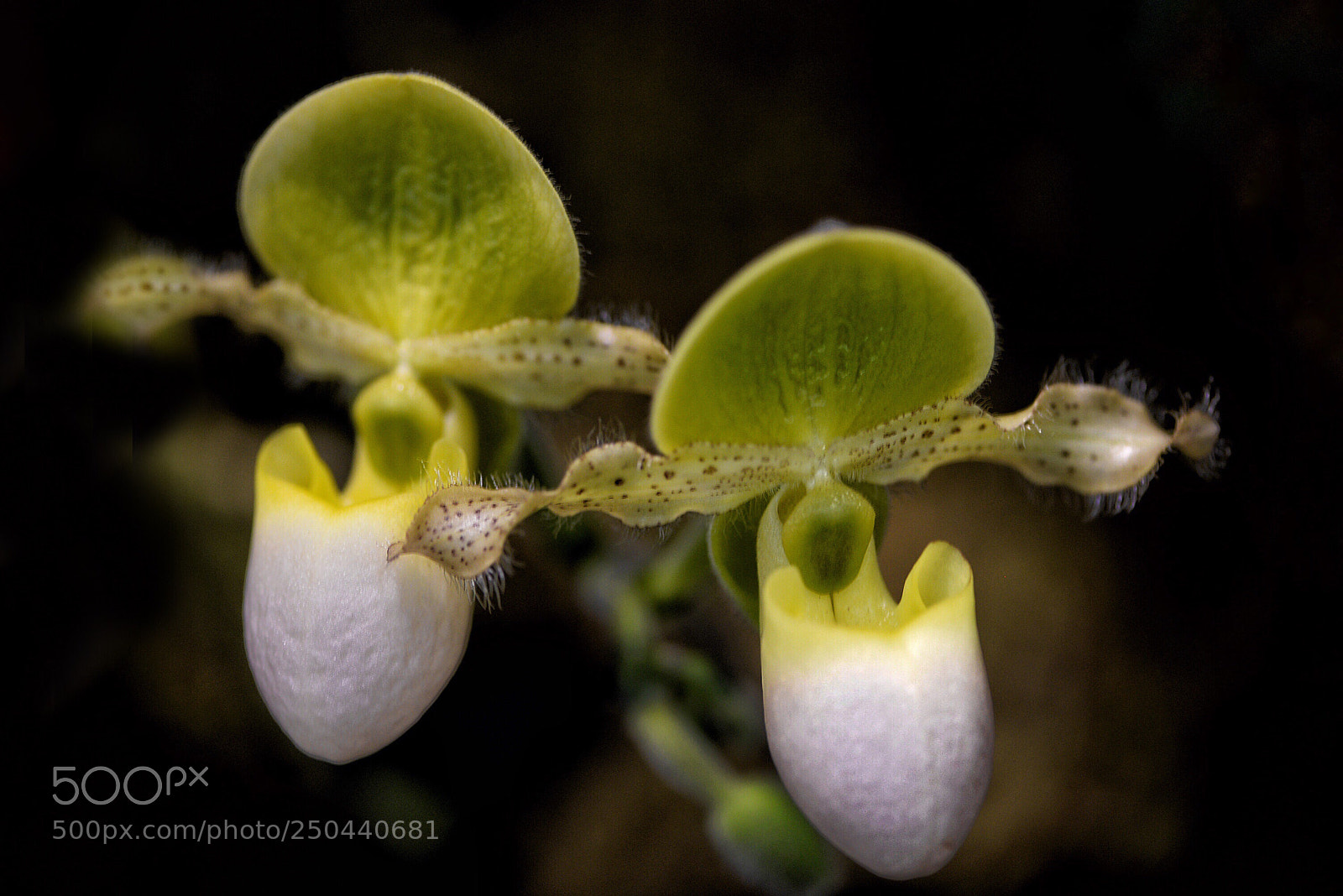 Nikon D610 sample photo. A pair of fancy photography