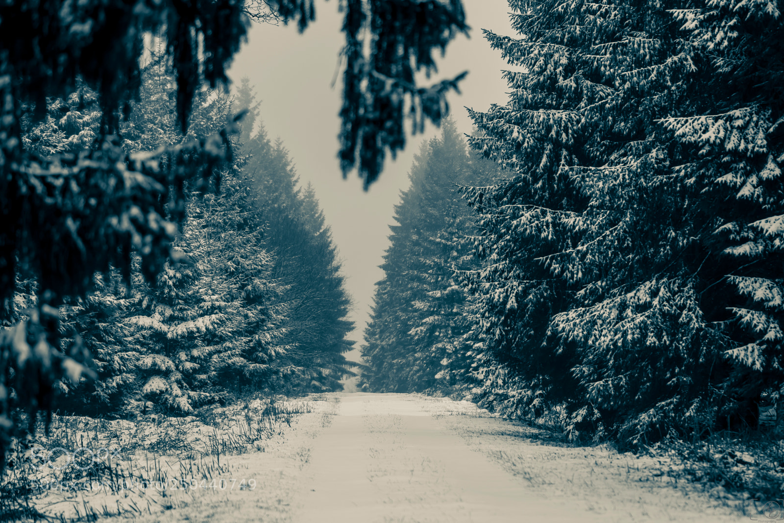 Canon EOS 70D sample photo. Forest path photography