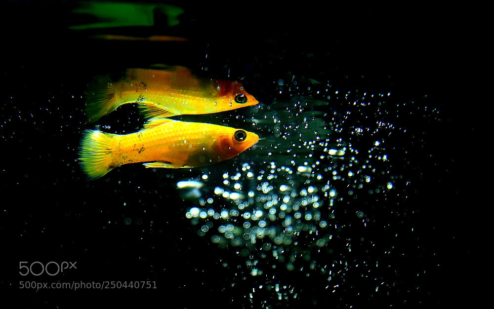 Canon EOS 760D (EOS Rebel T6s / EOS 8000D) sample photo. Fish&fish photography