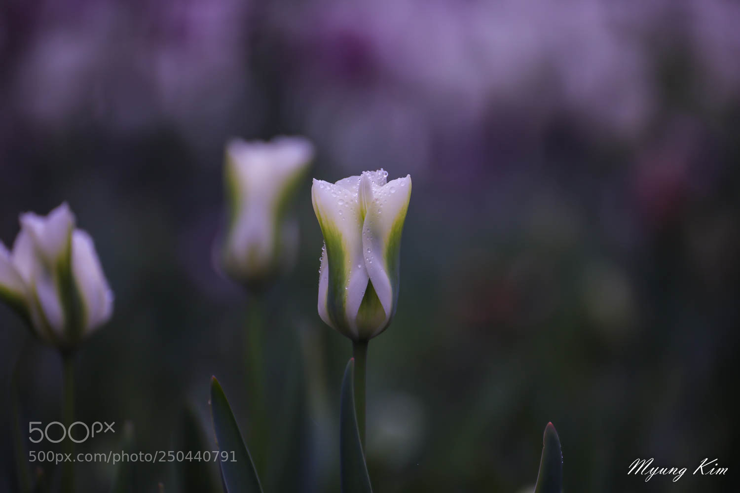 Canon EOS 5D Mark IV sample photo. 3p5a0297-2.jpg photography