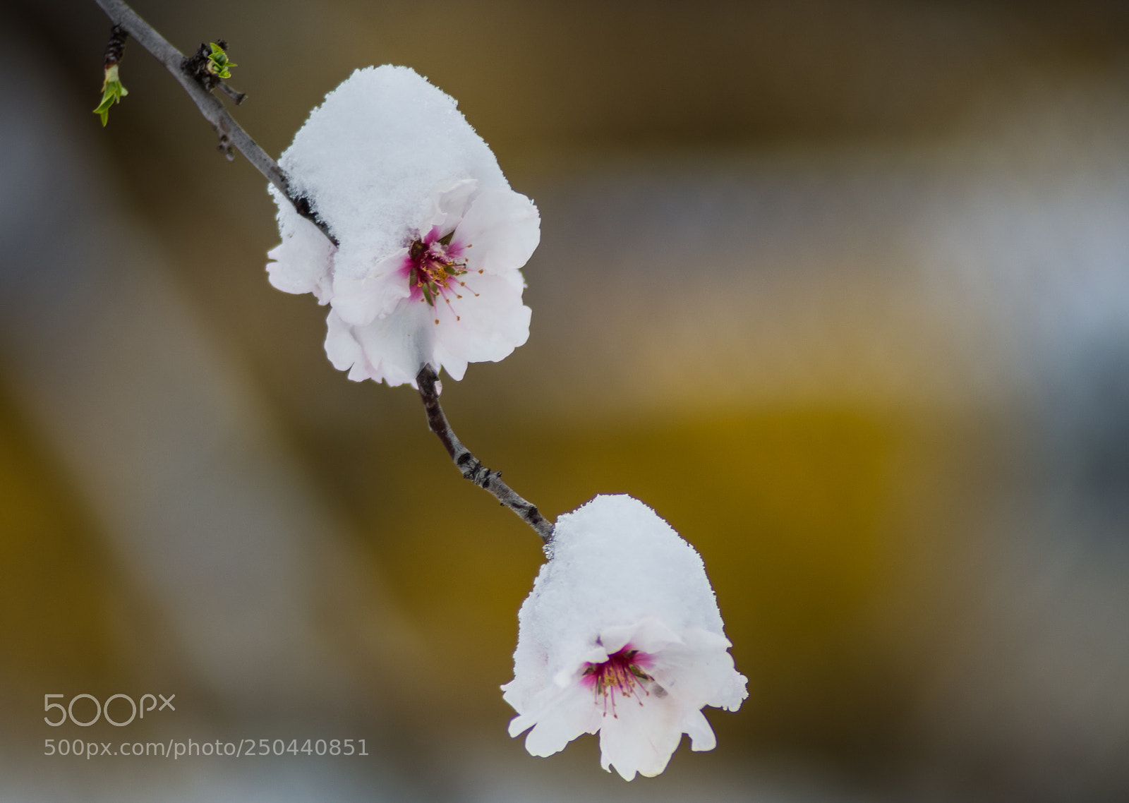 Nikon D7200 sample photo. Spring in bulgaria photography