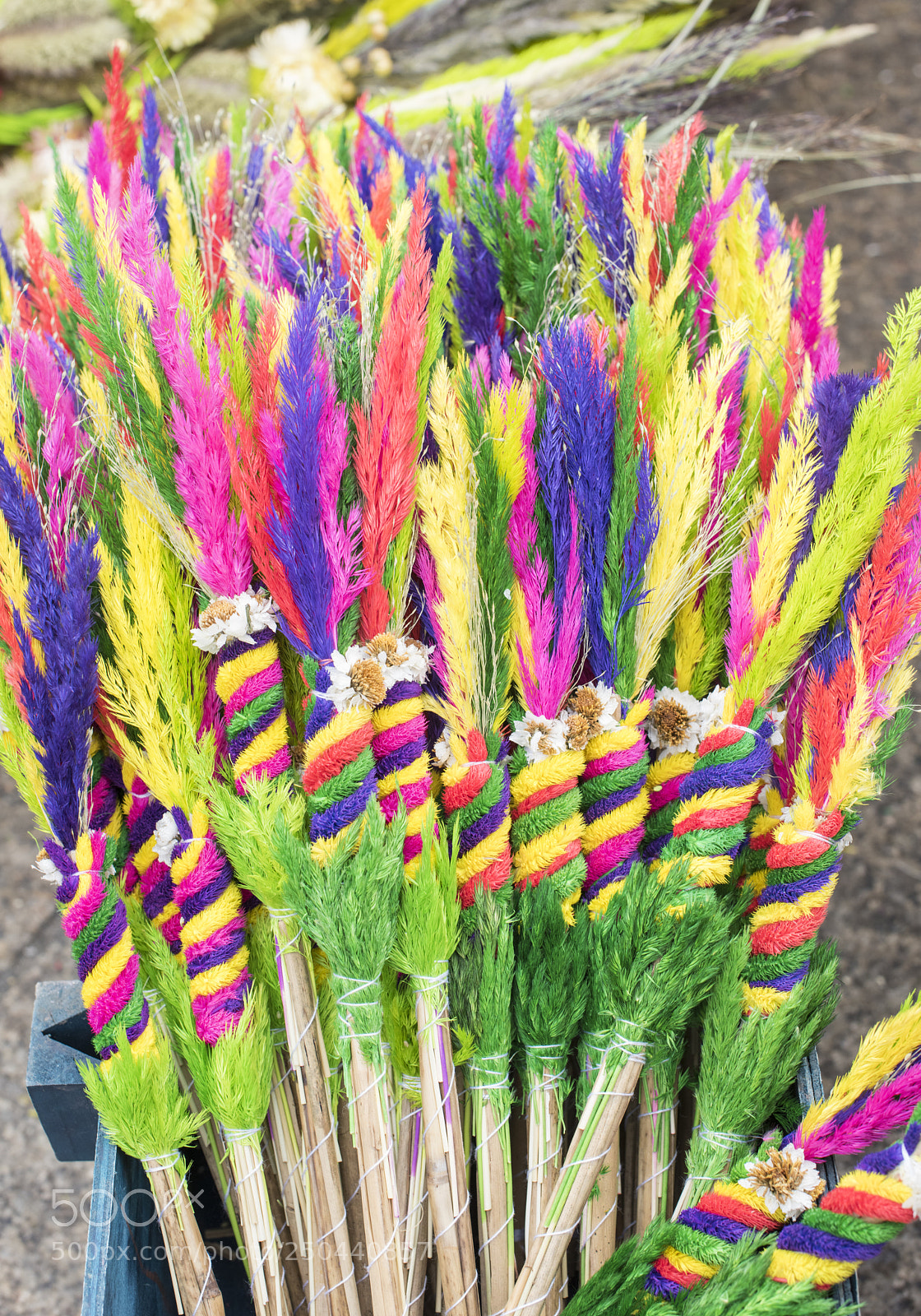 Nikon D810 sample photo. Colorful easter palms at photography