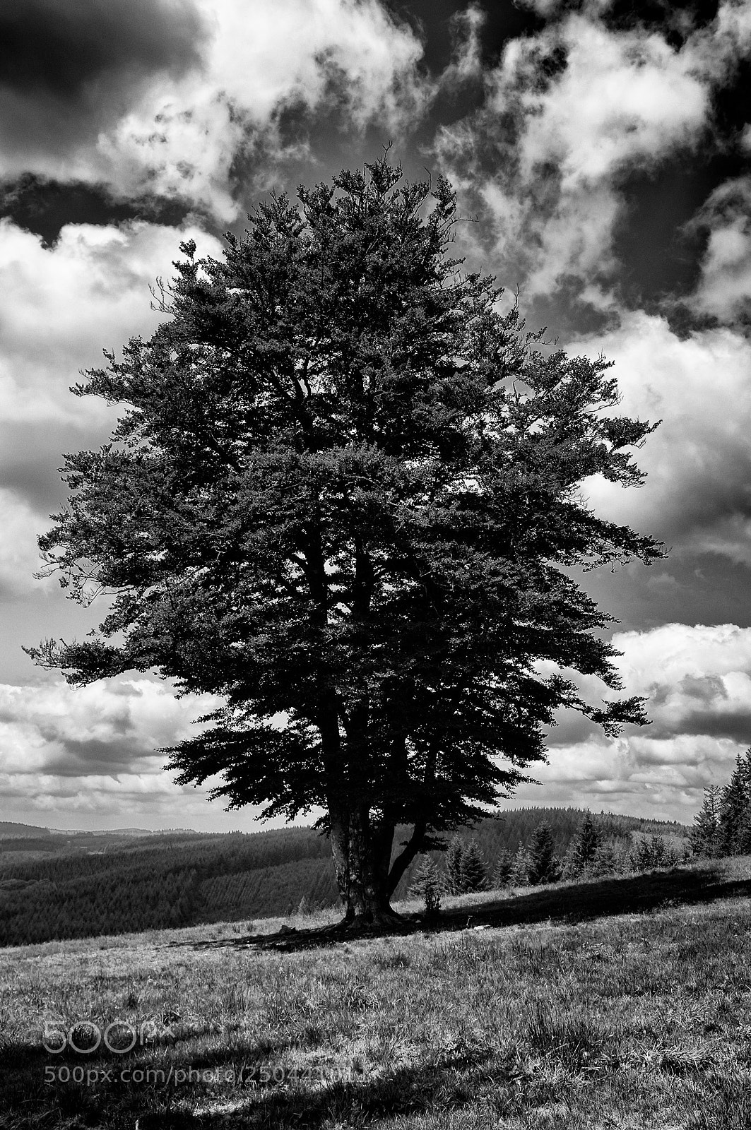 Fujifilm FinePix X100 sample photo. L'arbre photography