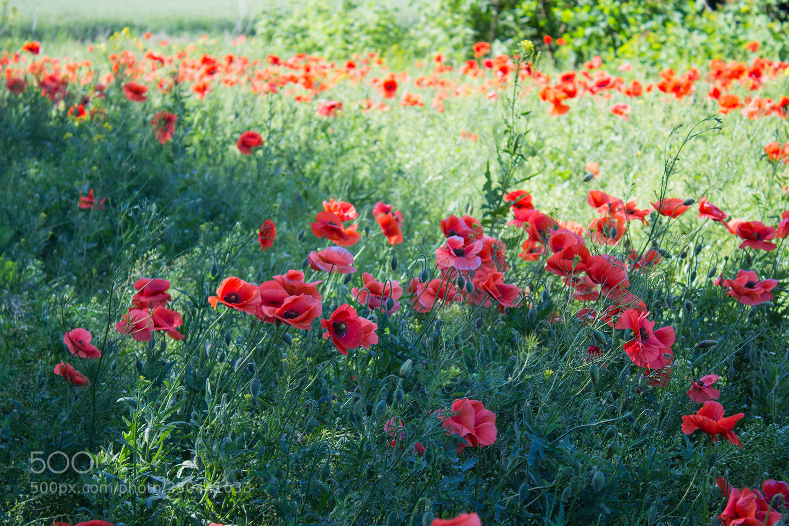 Canon EOS 600D (Rebel EOS T3i / EOS Kiss X5) sample photo. Poppy field photography
