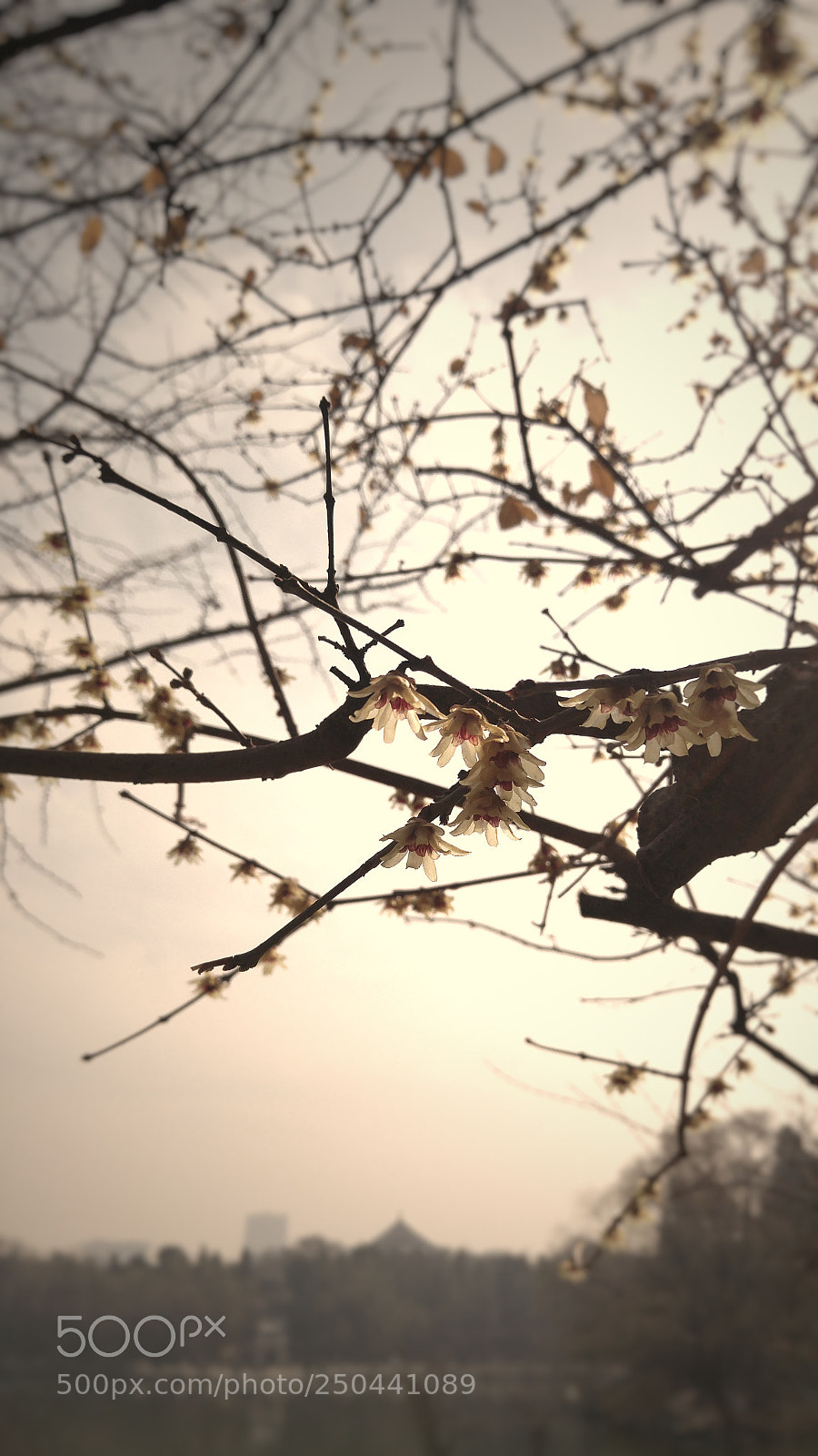 LG G4 sample photo. Untitled photography