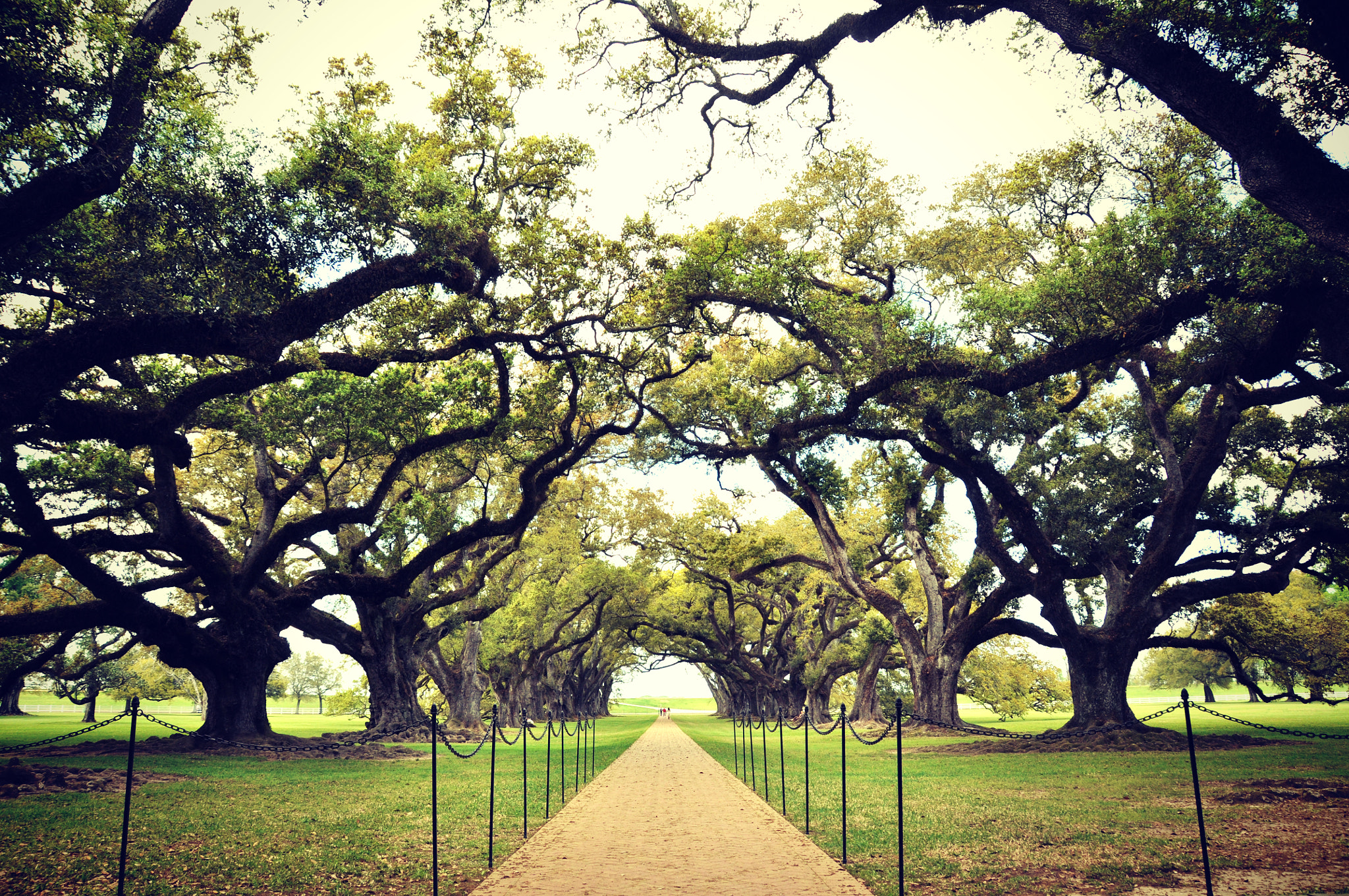 Nikon D90 sample photo. Oak alley photography