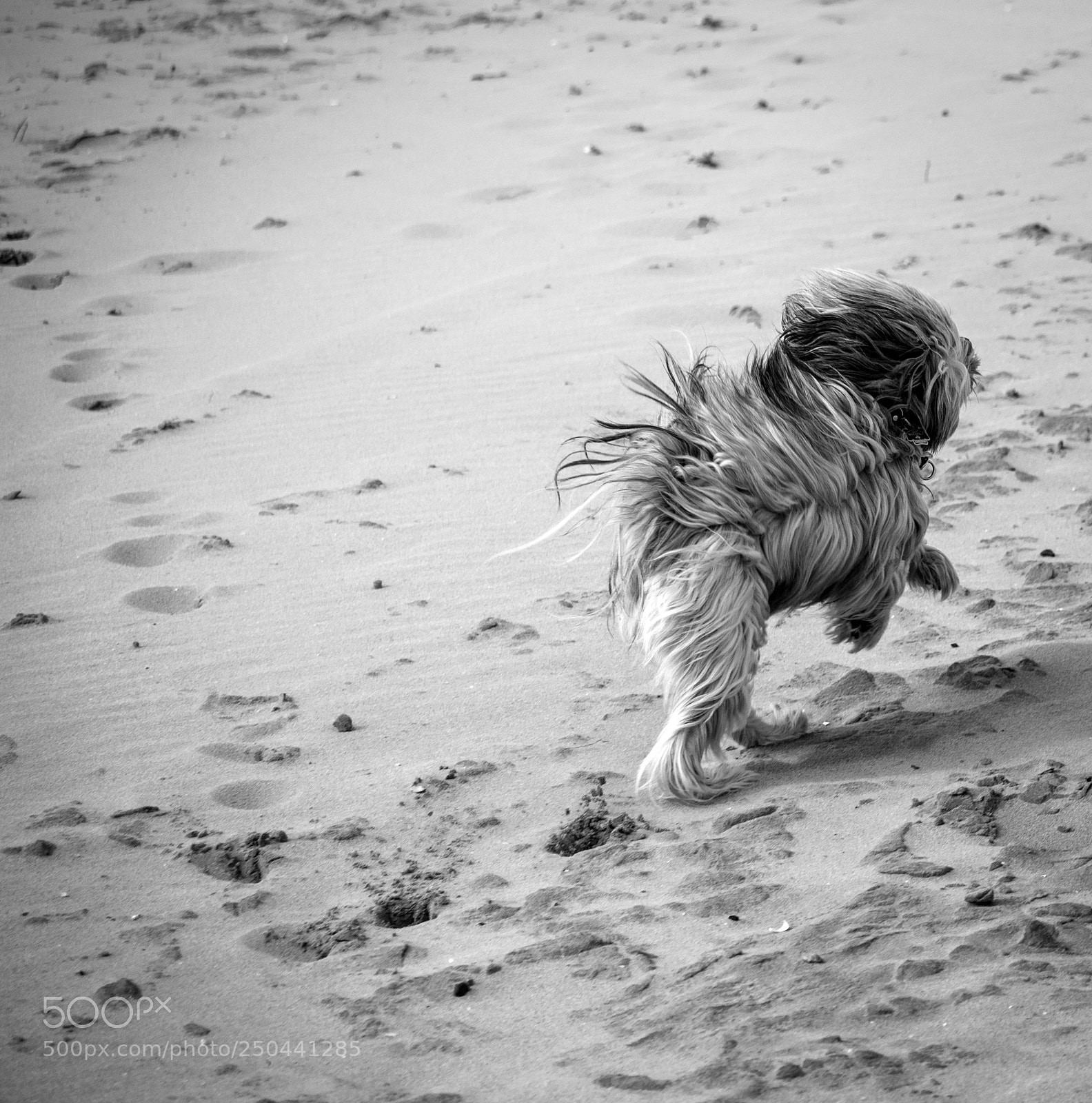 Canon EOS 7D Mark II sample photo. Run away photography