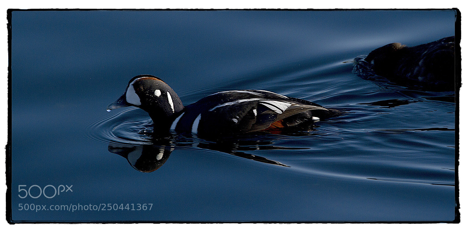 Canon EOS 7D sample photo. Harlequin duck  photography