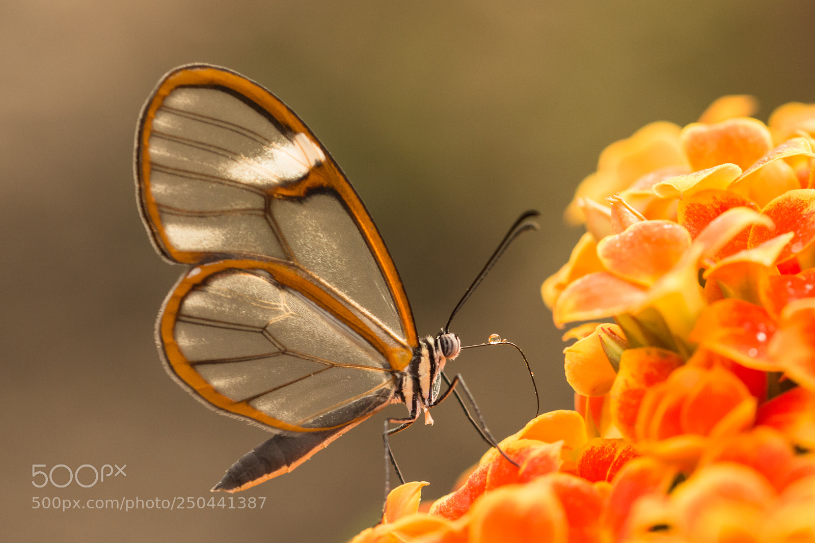 Nikon D7200 sample photo. Looking for nectar photography