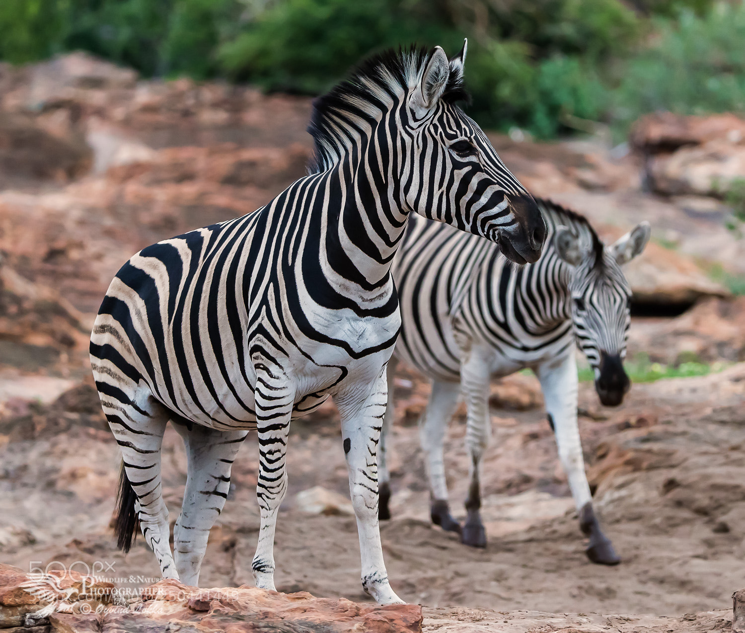 Canon EOS-1D X Mark II sample photo. Zebra photography