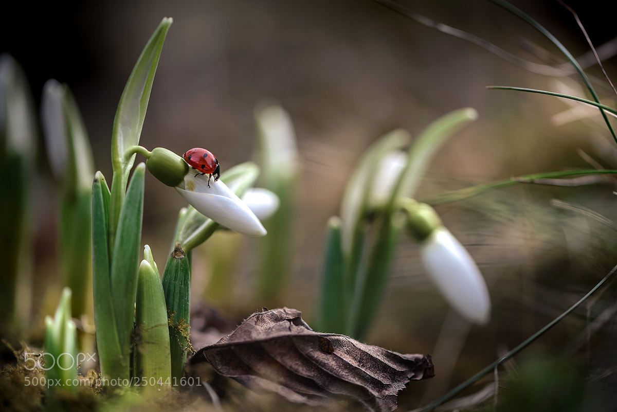 Nikon D600 sample photo. На графских развалинах photography