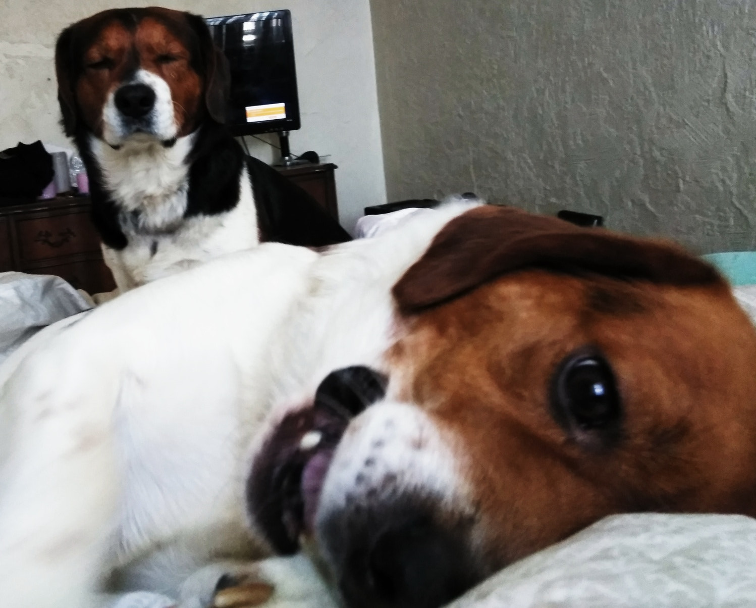 ZTE BLADE ZMAX sample photo