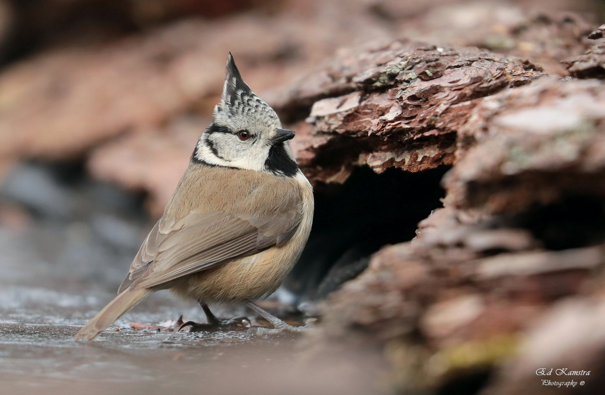 Canon EOS 5D Mark IV sample photo. Crested tit photography