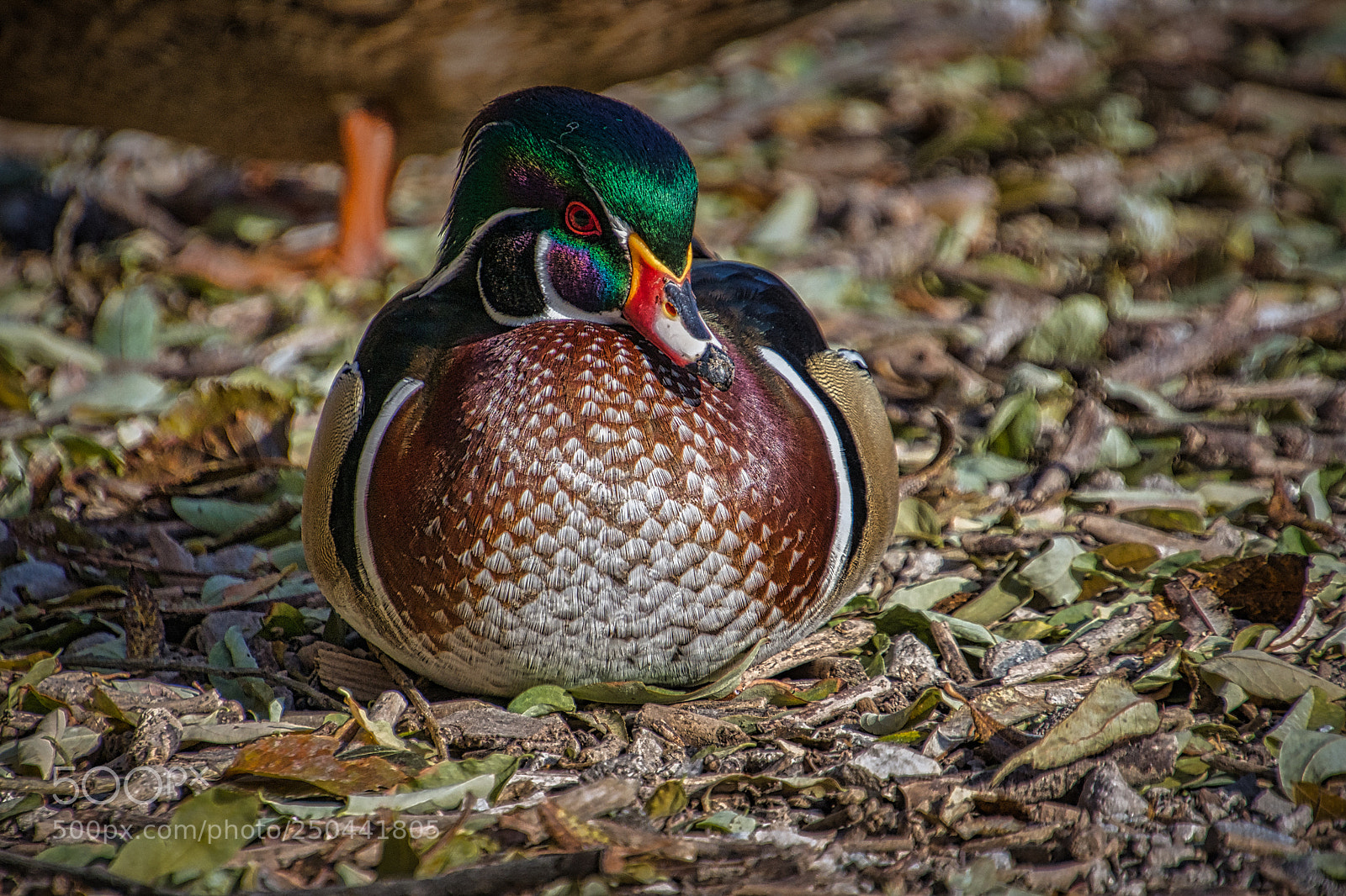 Nikon D7200 sample photo. Wood duck redux photography