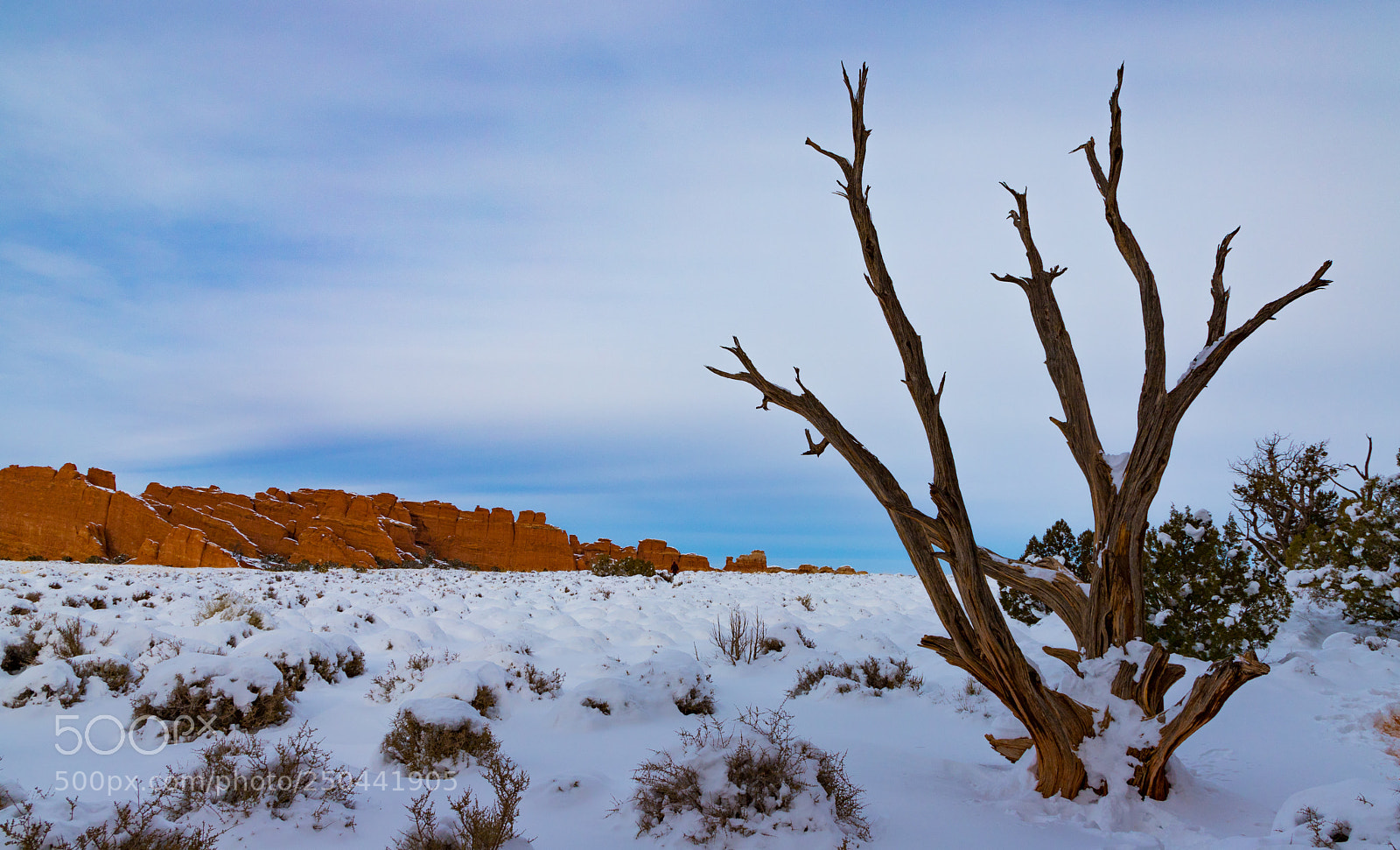 Canon EOS 6D Mark II sample photo. Bare bones photography