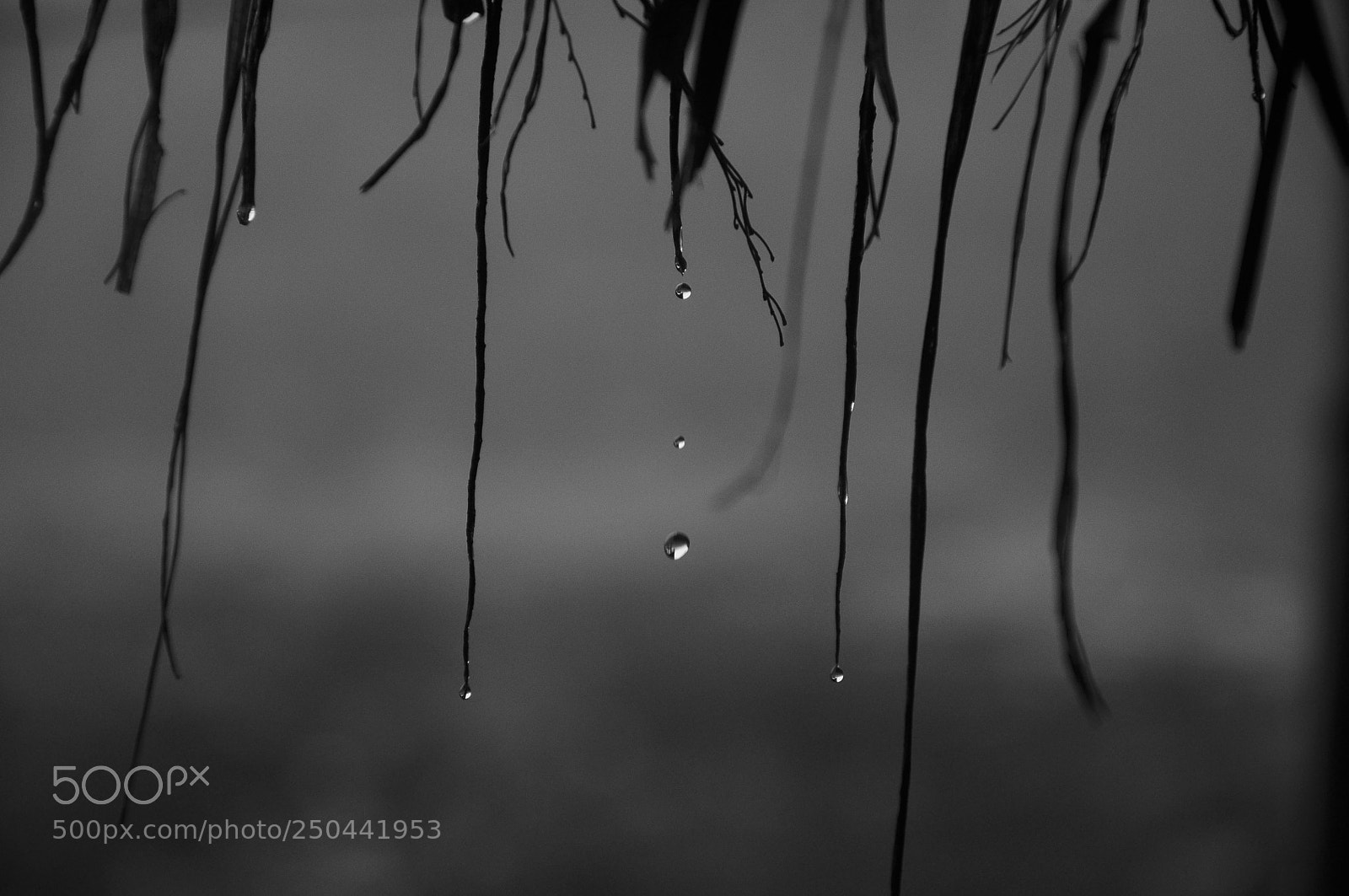 Nikon D90 sample photo. Drops photography