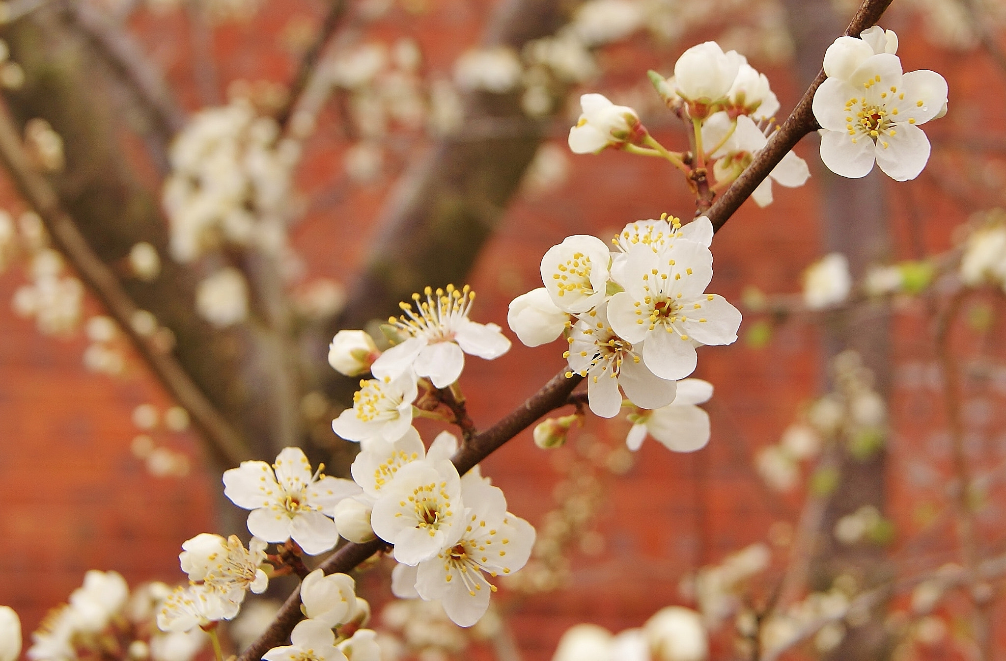Sony Alpha DSLR-A380 sample photo. White plums back & all bloom :) photography