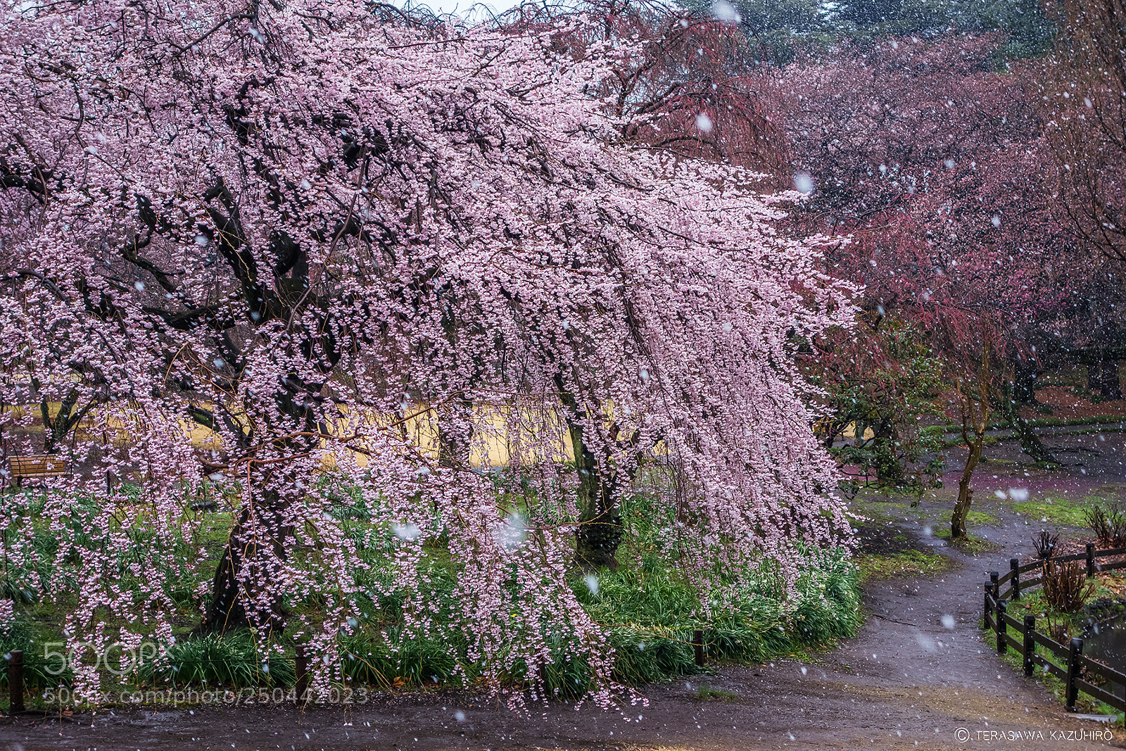 Sony Cyber-shot DSC-RX100 sample photo. Cherry blossoms & snowing photography