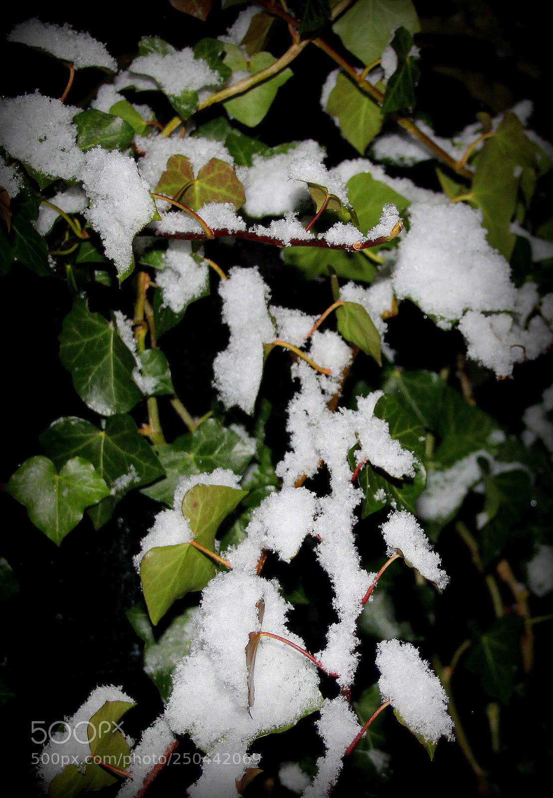 Canon EOS 500D (EOS Rebel T1i / EOS Kiss X3) sample photo. Night shot. photography