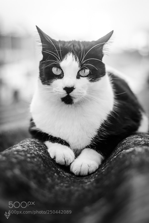 Nikon D610 sample photo. Tell me more photography