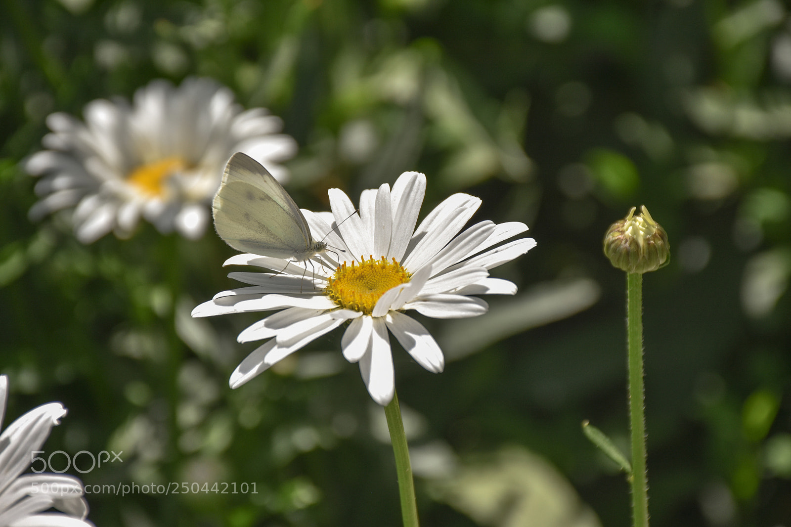 Nikon D7200 sample photo. Butterfly photography