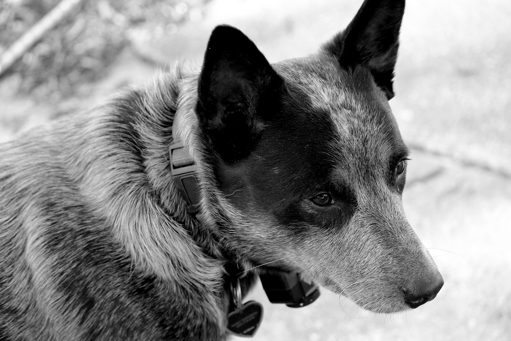 Canon EOS 1100D (EOS Rebel T3 / EOS Kiss X50) sample photo. Calypso- blue heeler- louisiana photography