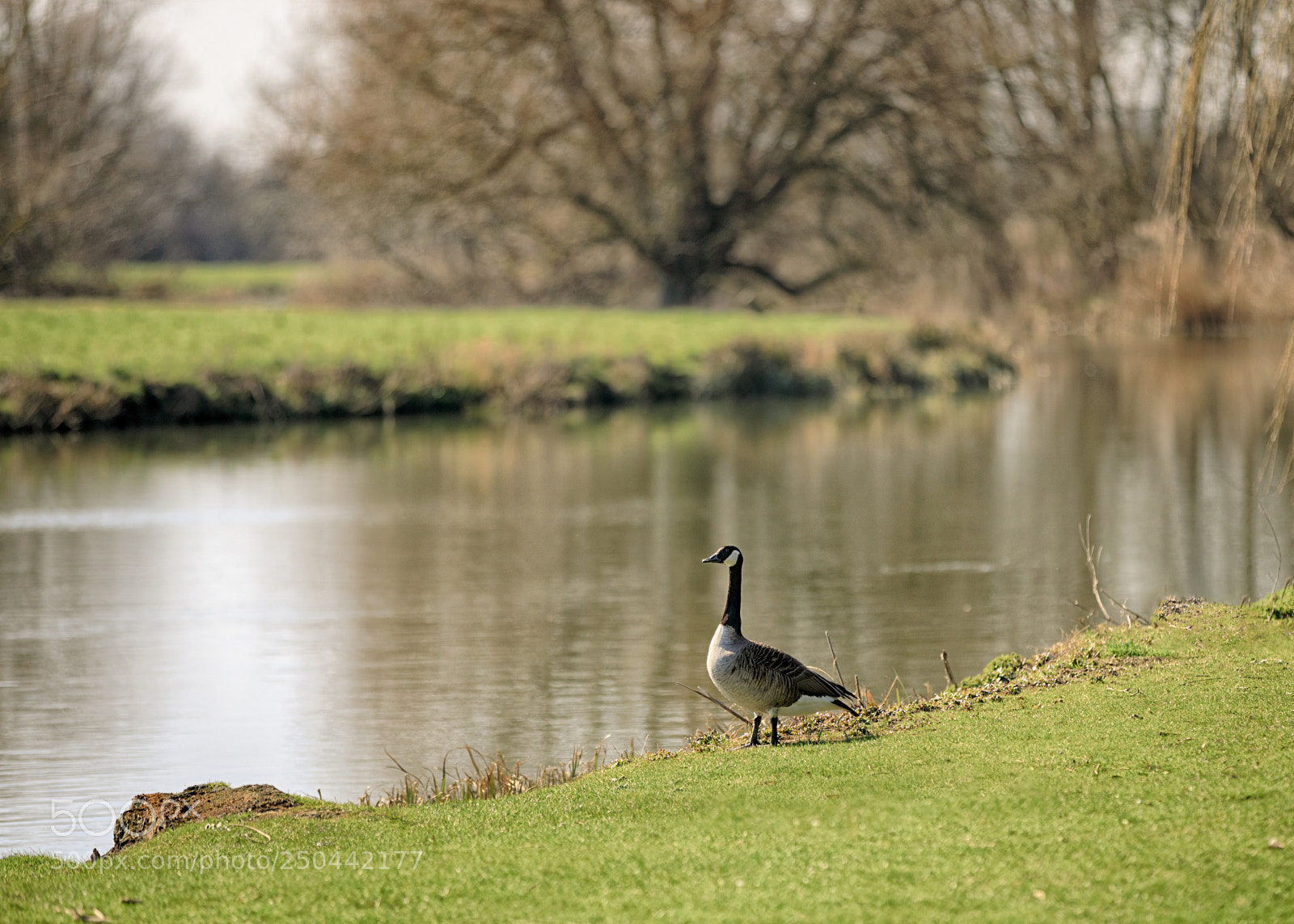 Canon EOS 5D Mark IV sample photo. Riverside goose photography