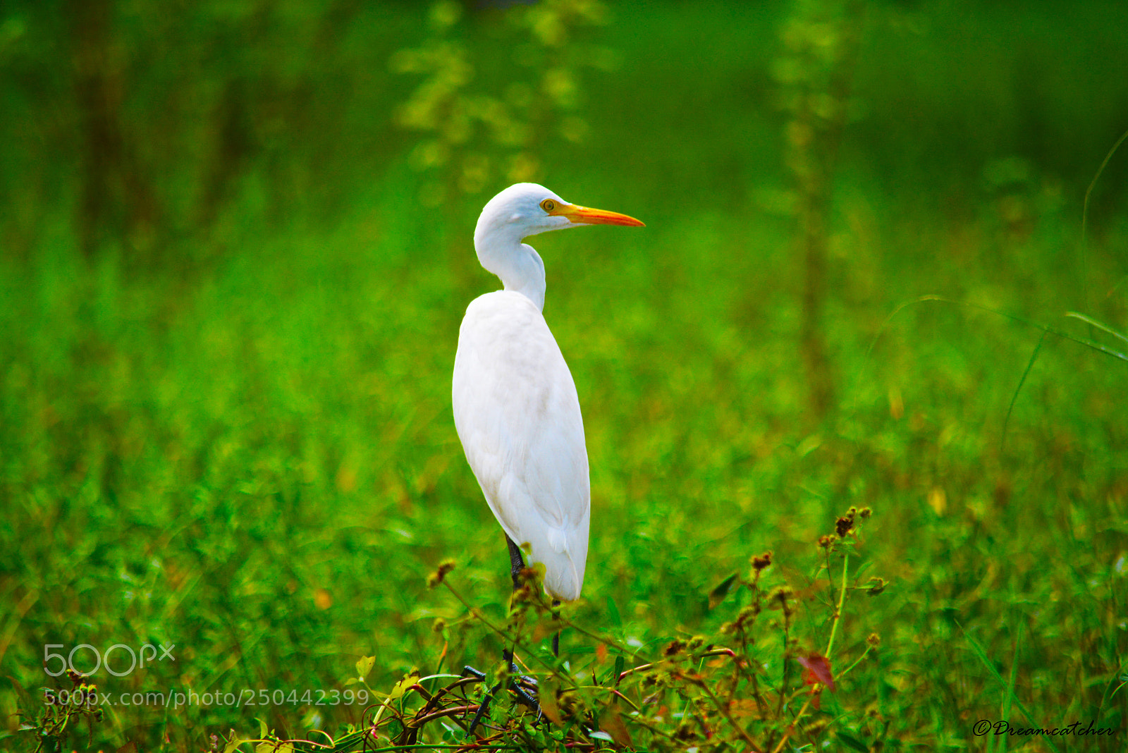 Nikon D5200 sample photo. White beauty photography