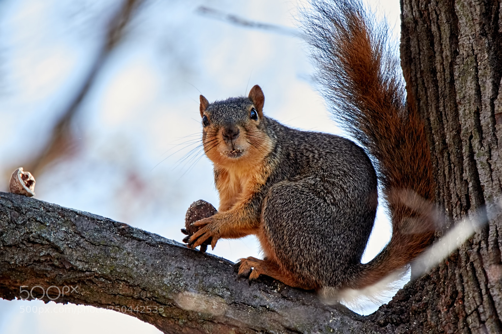 Canon EOS 7D Mark II sample photo. Busted! photography