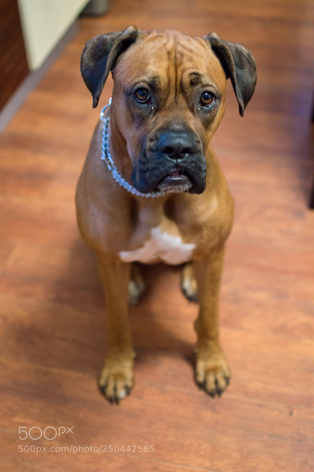 Nikon D3200 sample photo. Doli wants a cracker photography