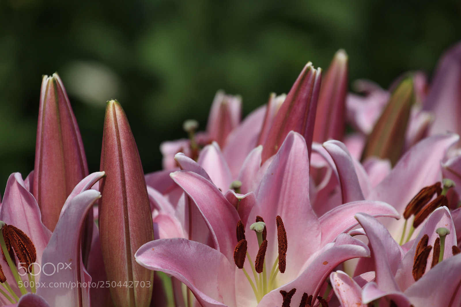 Canon EOS-1D Mark IV sample photo. Untitled photography