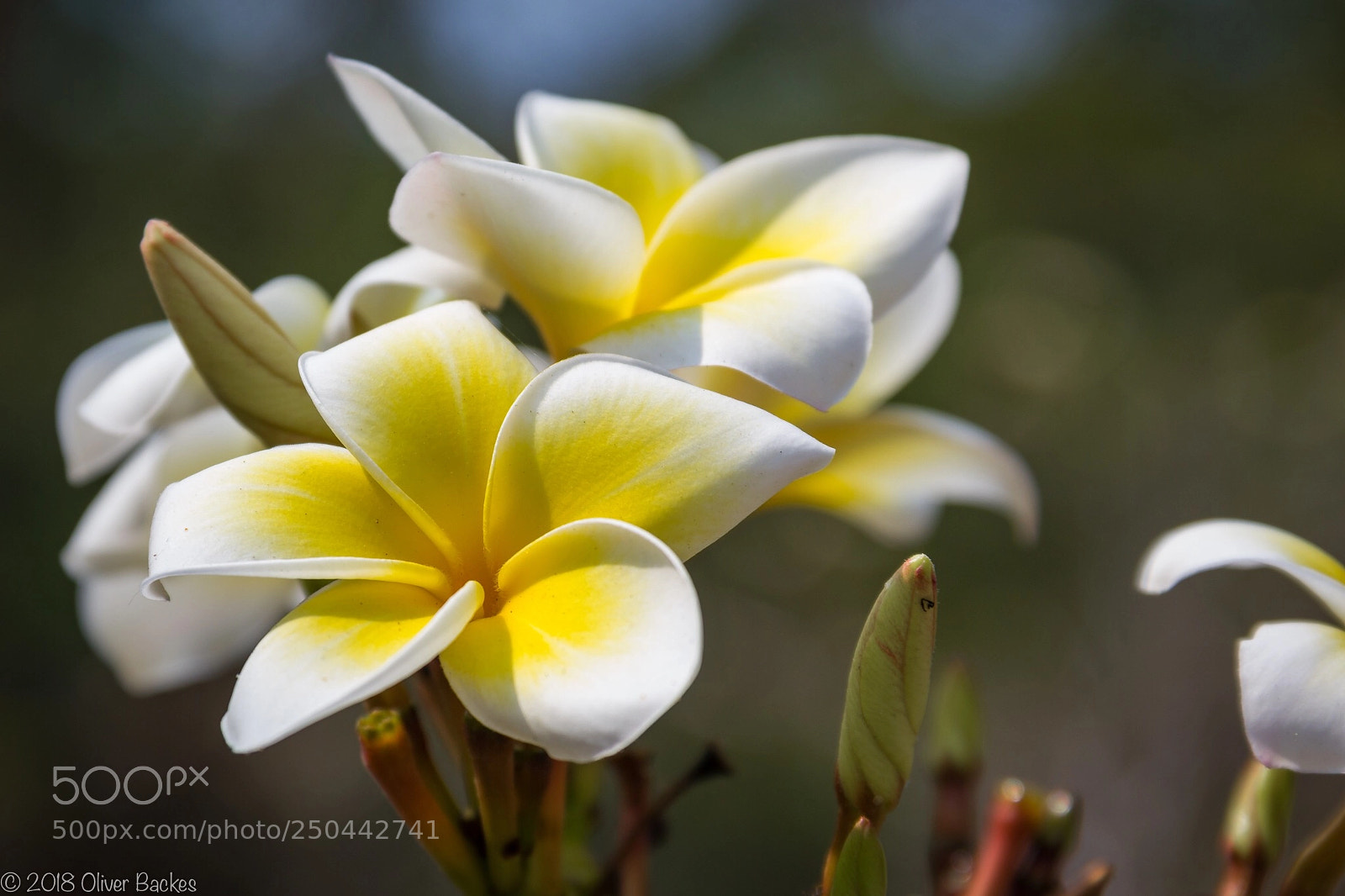 Canon EOS 550D (EOS Rebel T2i / EOS Kiss X4) sample photo. Plumeria ruba photography