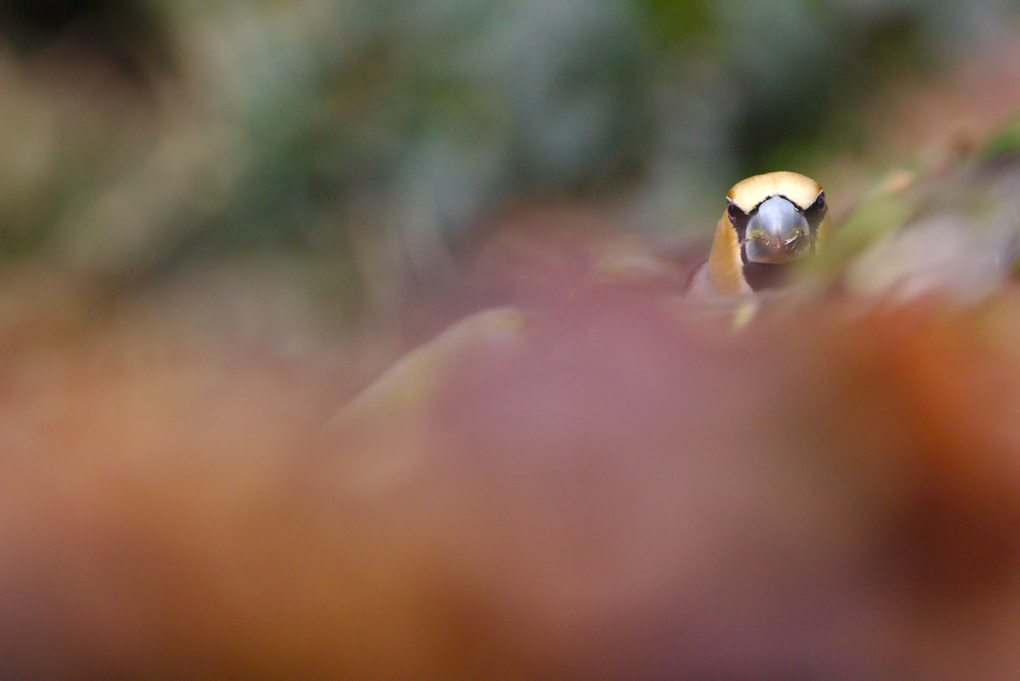 Sigma 150-600mm F5-6.3 DG OS HSM | C sample photo. Hawfinch photography