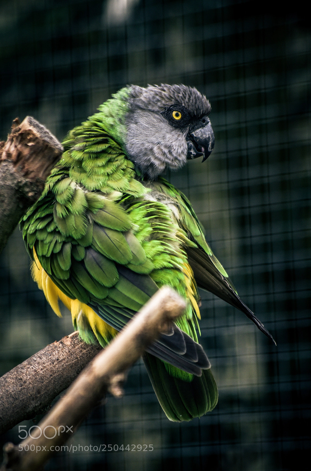 Pentax K-50 sample photo. Angry bird photography