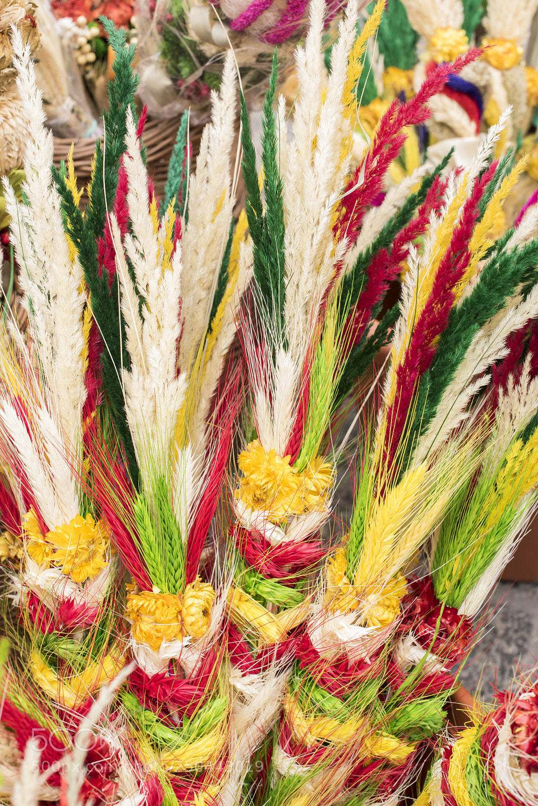 Nikon D810 sample photo. Colorful easter palms at photography