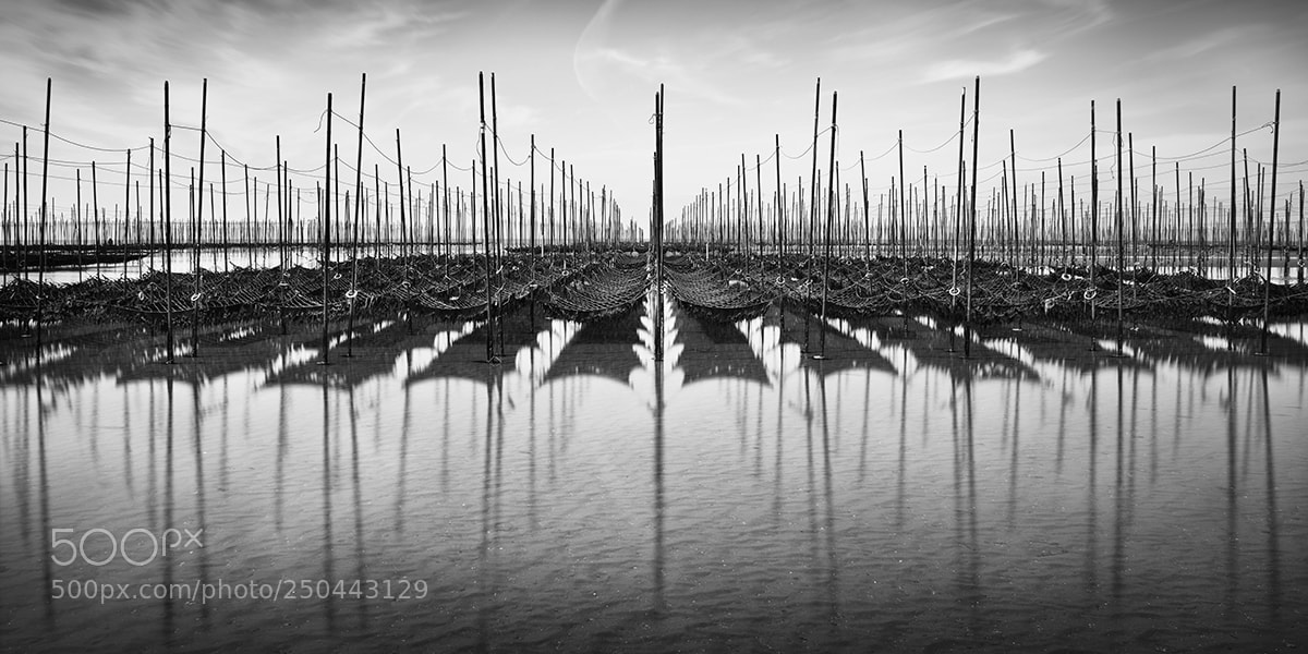 Nikon D810 sample photo. Seaweed farm 3 - chitahanto photography