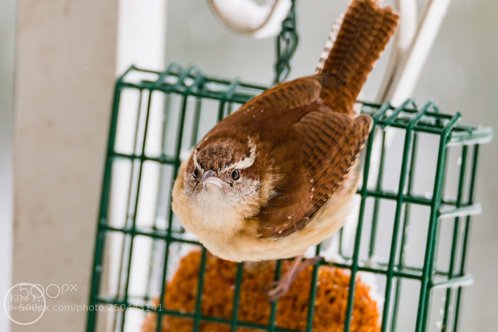 Canon EOS 6D Mark II sample photo. Carolina wren photography