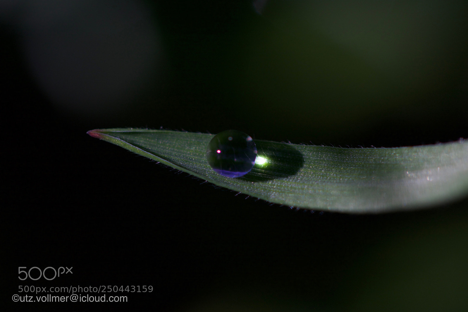 Canon EOS 7D Mark II sample photo. Gutta  photography