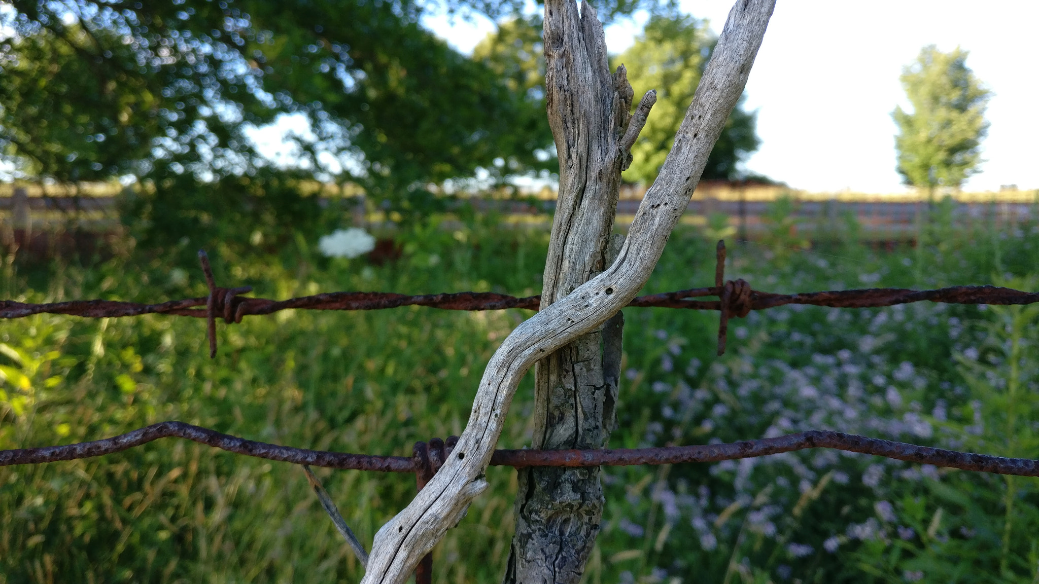 OnePlus A3000 sample photo. Fence photography