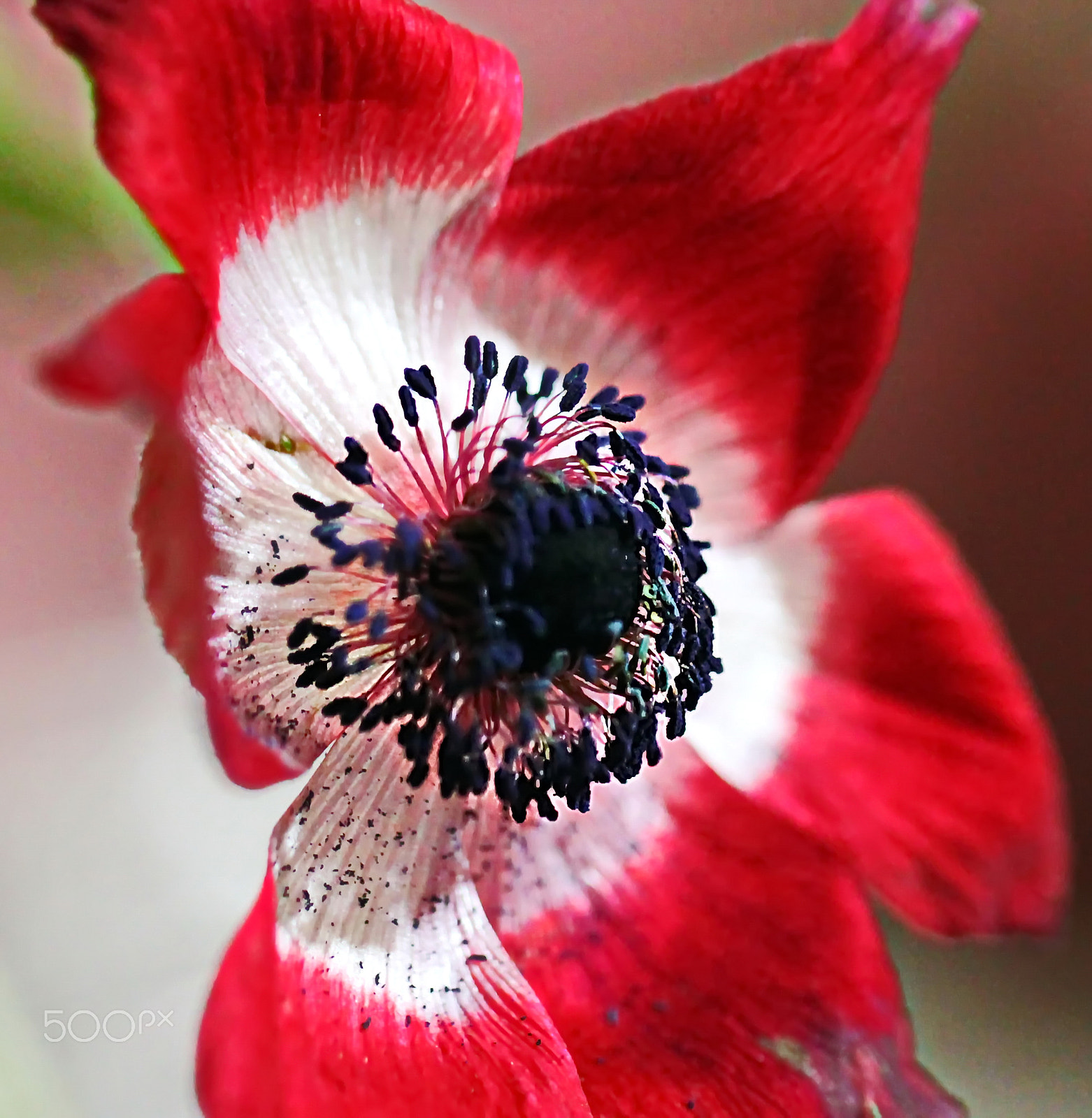 Canon EOS 500D (EOS Rebel T1i / EOS Kiss X3) sample photo. Anemone... photography