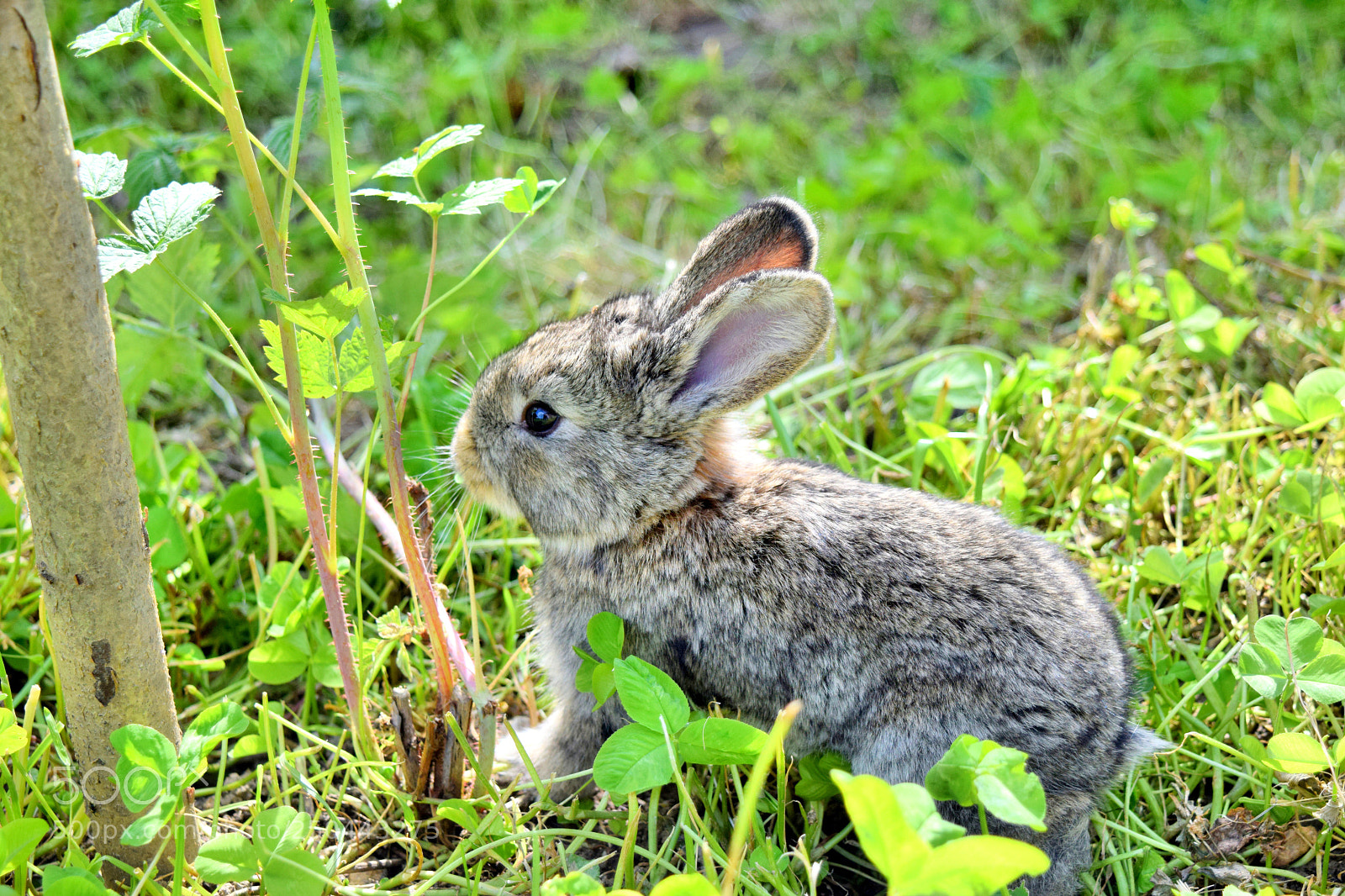 Nikon D5300 sample photo. Little bugs bunny photography