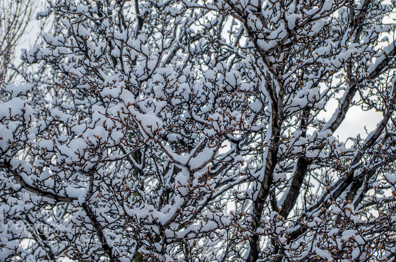 Pentax K-50 sample photo. Snowy branches photography