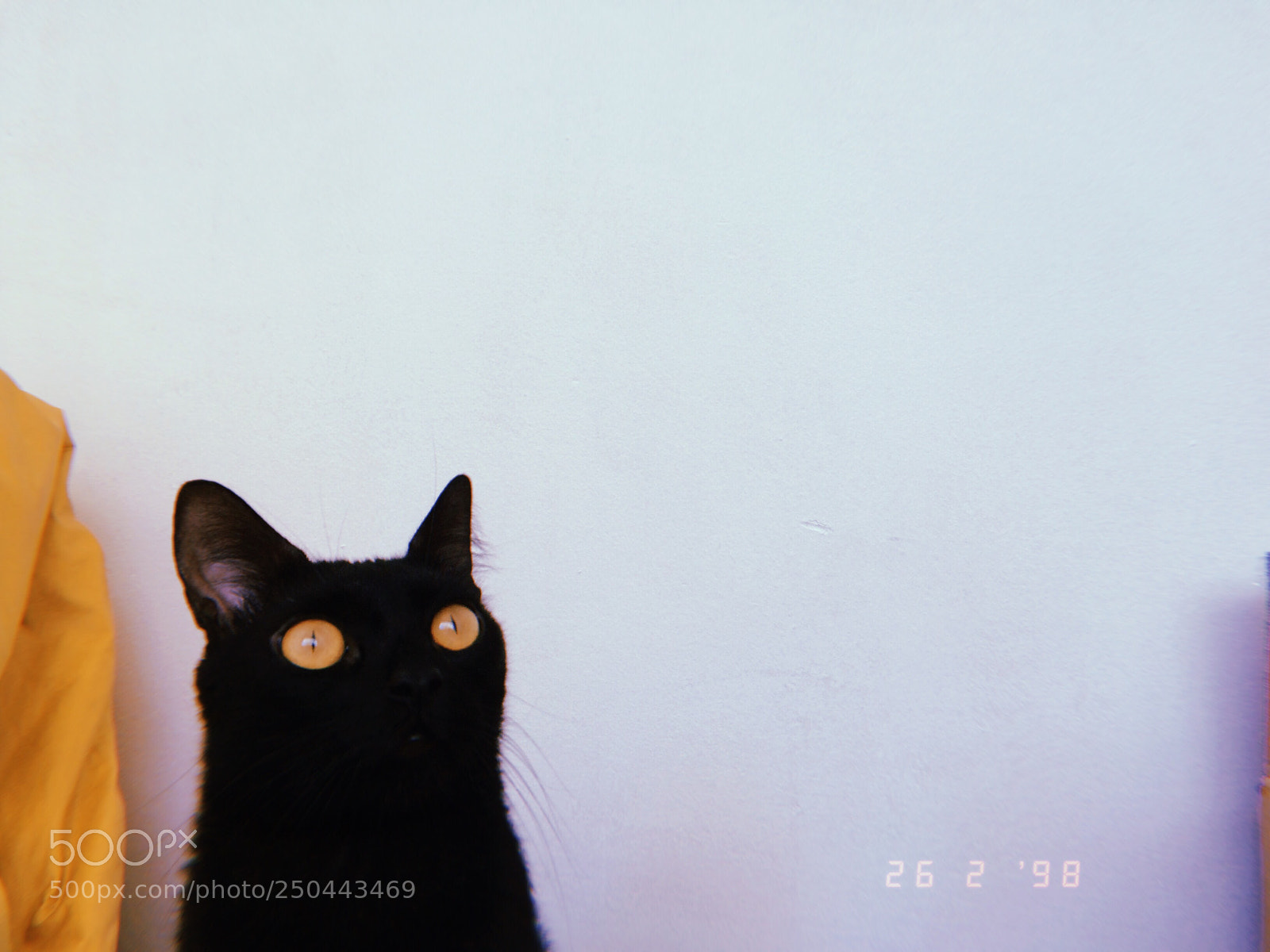 Apple iPhone sample photo. Black cat, yellow eyes. photography