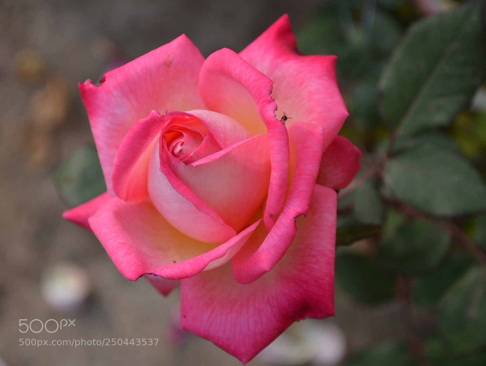 Nikon D5100 sample photo. The pink rose photography