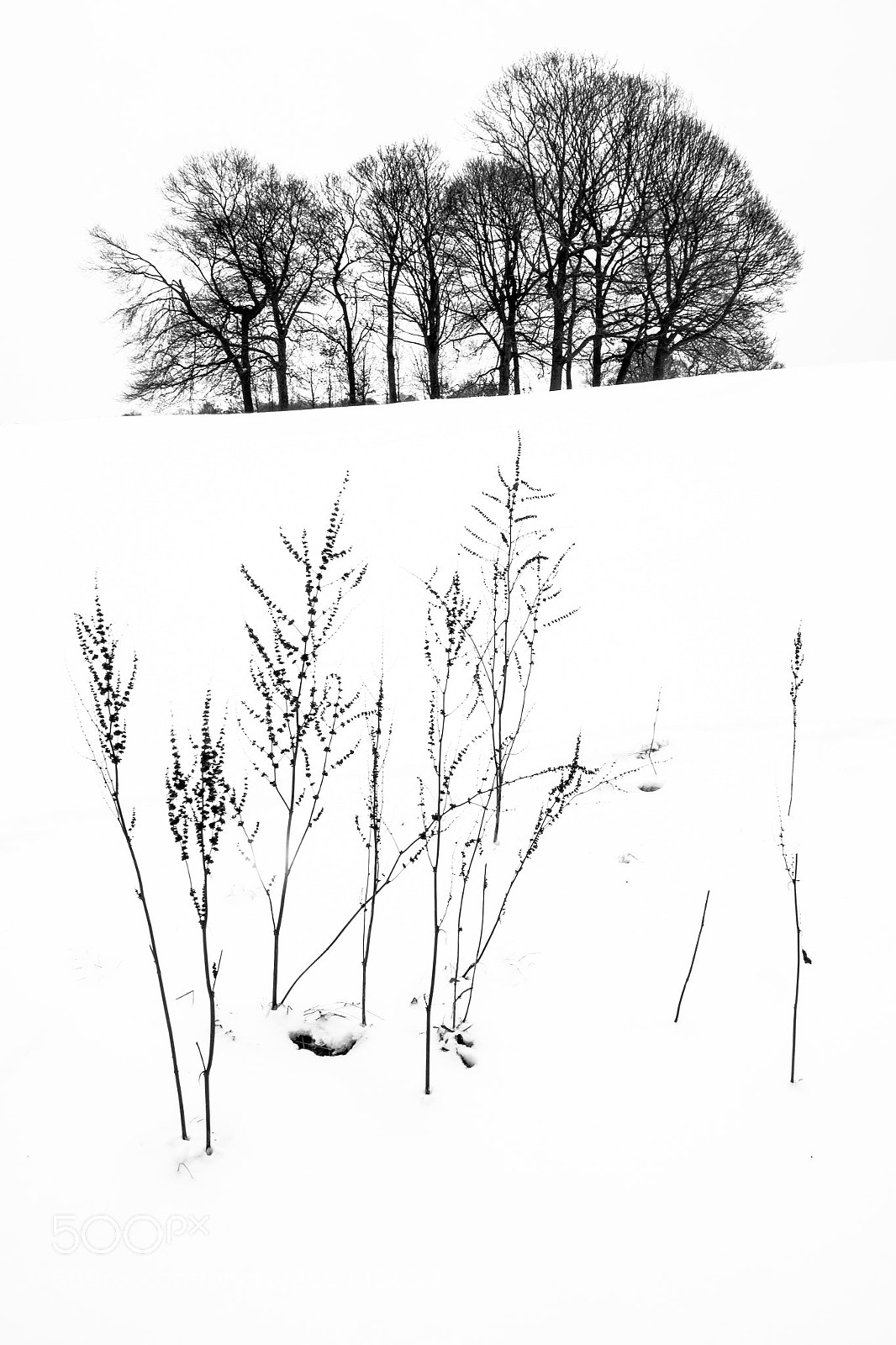 Panasonic Lumix DC-G9 sample photo. Norfolk park snow3 photography