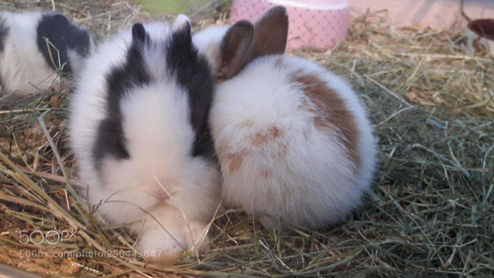 Samsung Galaxy A5(2016) sample photo. Bunnies photography