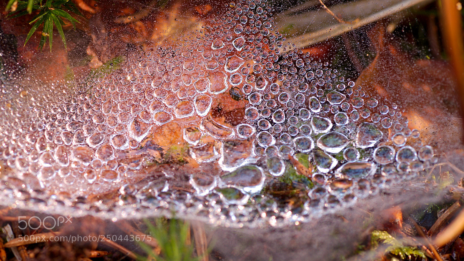 Canon EOS 7D sample photo. Spiderweb with dops photography