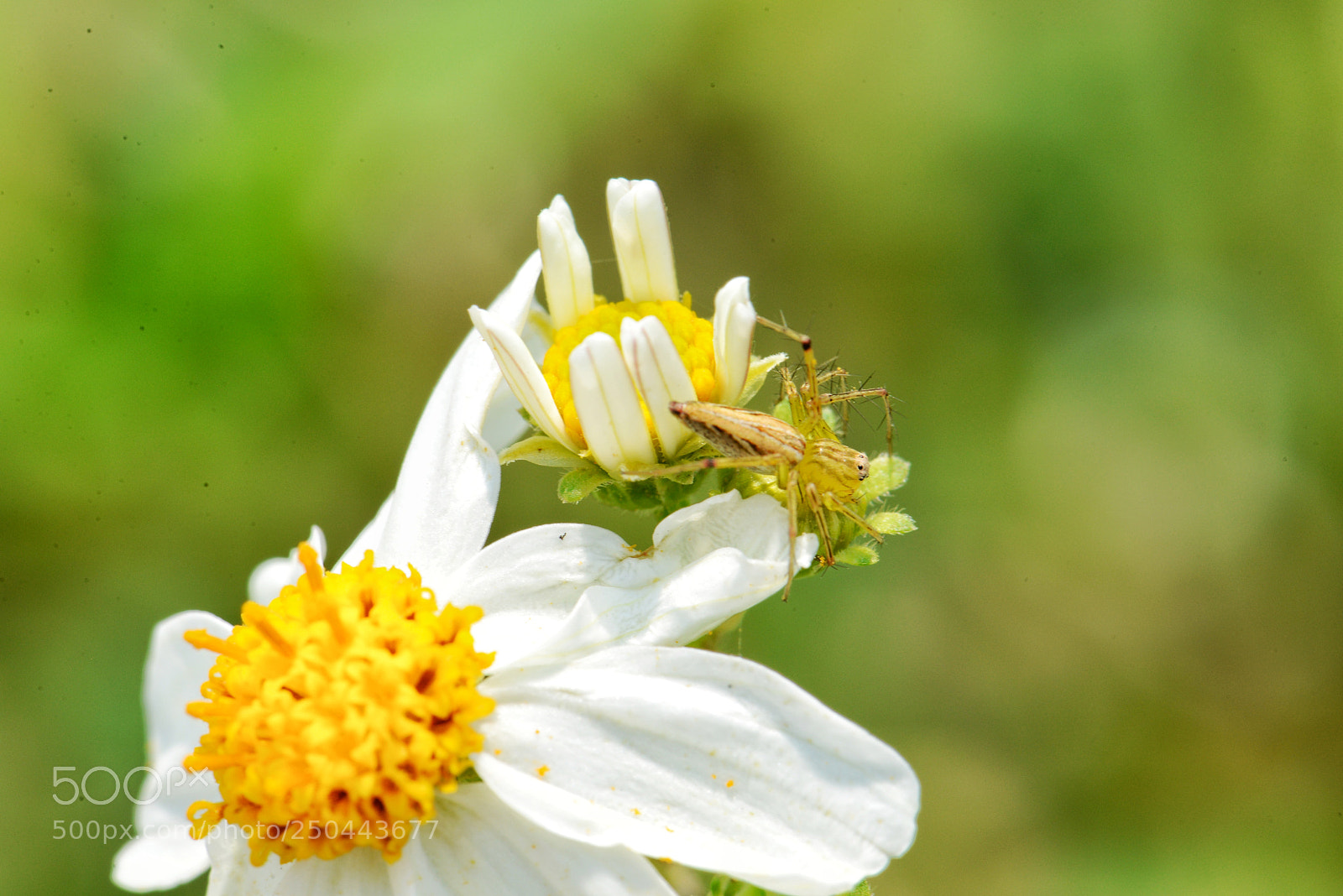 Nikon D600 sample photo. Little spider on flower photography